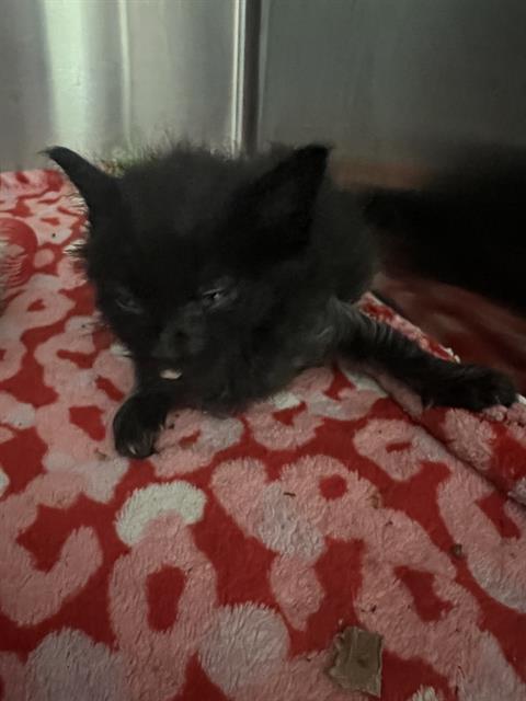 KEVLAR, a cat for adoption from Dallas Animal Services