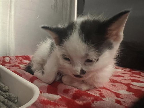 ADMIRAL, a cat for adoption from Dallas Animal Services