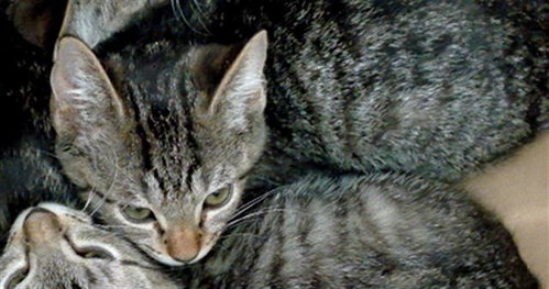 Simon