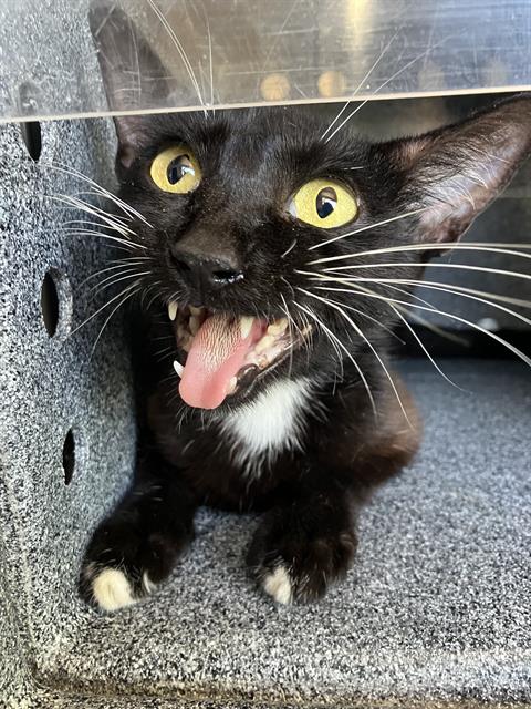 Kiki