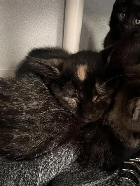 ROYAL, a cat for adoption from Dallas Animal Services