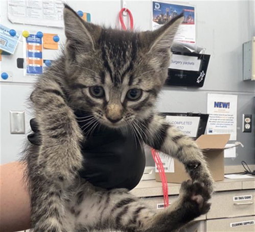 RANSOM, a cat for adoption from Dallas Animal Services
