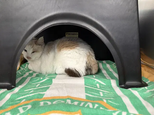 Lila - Domestic Medium Hair