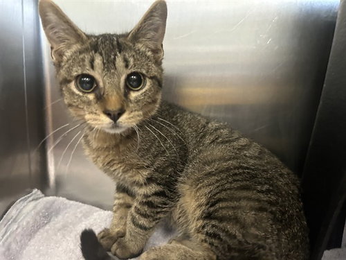 GRAPE, a cat for adoption from Dallas Animal Services