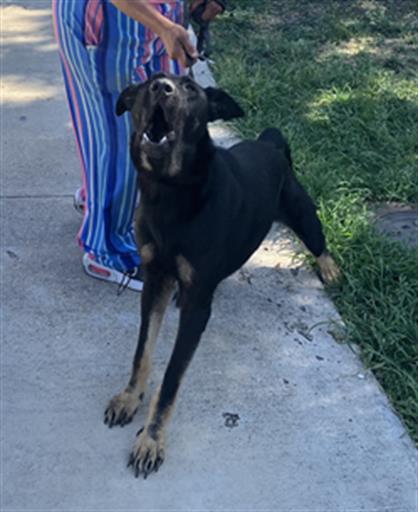 Blacky
