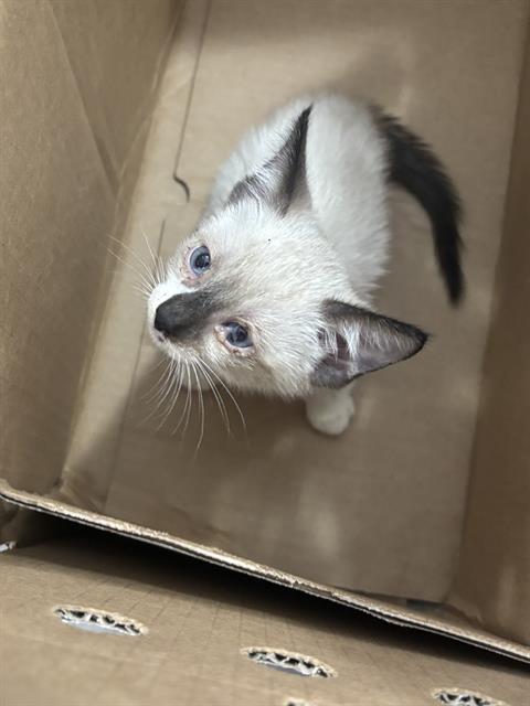 WILLOW, a cat for adoption from Dallas Animal Services