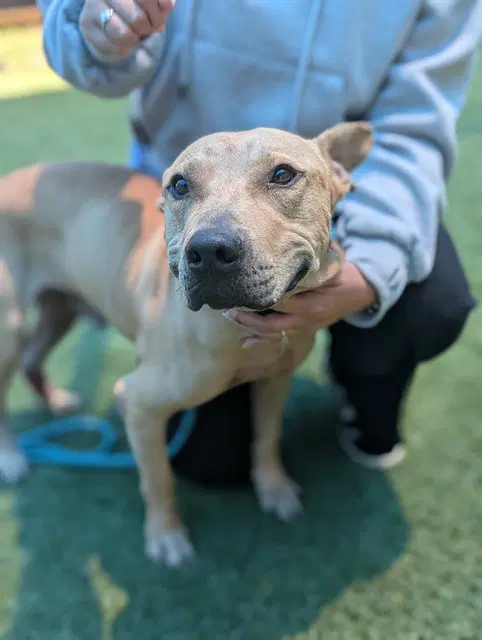 King - Pit Bull Terrier