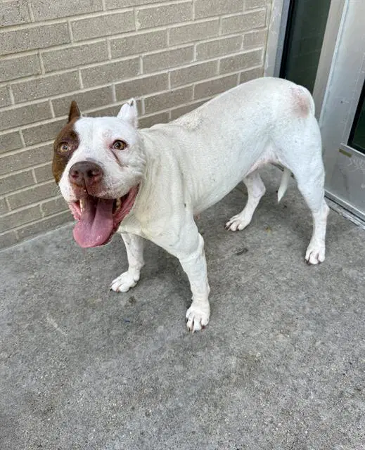 Chata - Pit Bull Terrier