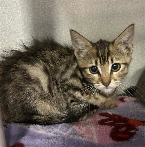 REMY, a cat for adoption from Dallas Animal Services