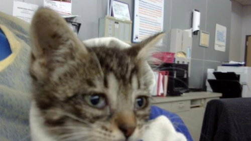 LUIGI, a cat for adoption from Dallas Animal Services