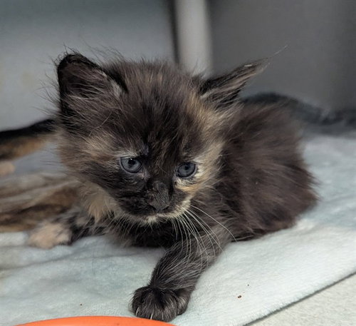 CALLIE, a cat for adoption from Dallas Animal Services