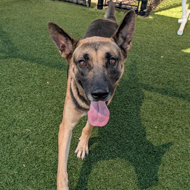 Twinkle - German Shepherd Dog