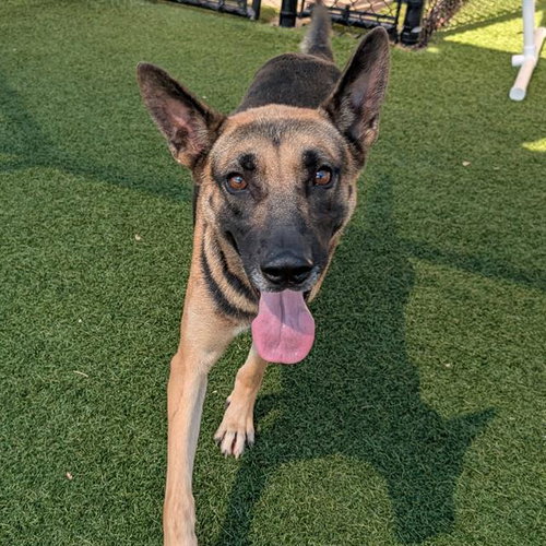TWINKLE, a dog for adoption from Dallas Animal Services
