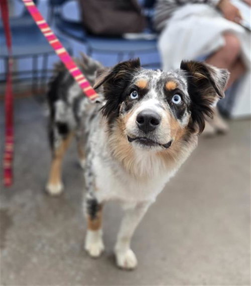 Nala
