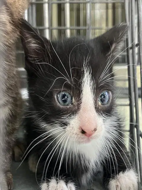 Devin - Domestic Short Hair