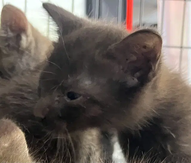 Coco - Domestic Short Hair