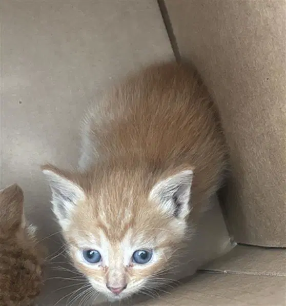 River - Domestic Short Hair