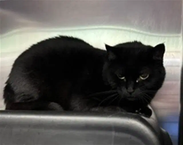 Magic - Domestic Short Hair
