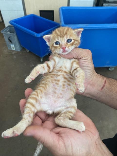 Mufasa