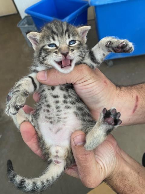 Nala