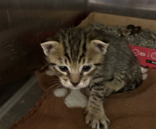SCAR, a cat for adoption from Dallas Animal Services