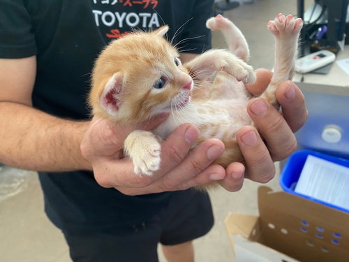 Simba