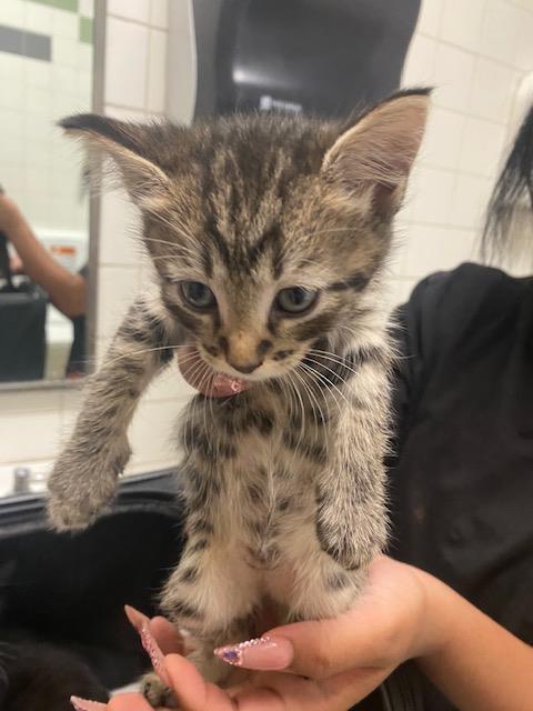 LUKE, a cat for adoption from Dallas Animal Services