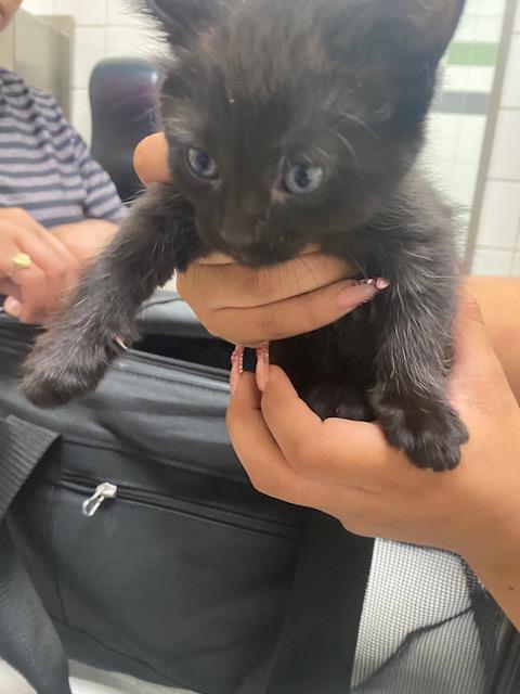 MARK, a cat for adoption from Dallas Animal Services
