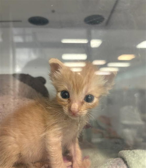 WILFRED, a cat for adoption from Dallas Animal Services