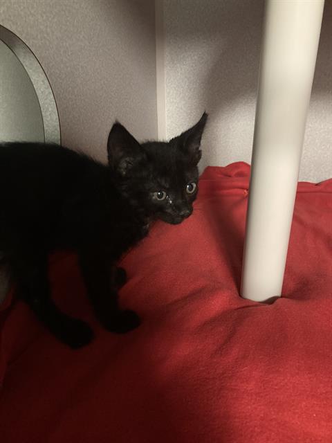 RAMONA, a cat for adoption from Dallas Animal Services