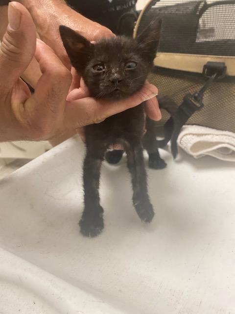BILLY, a cat for adoption from Dallas Animal Services