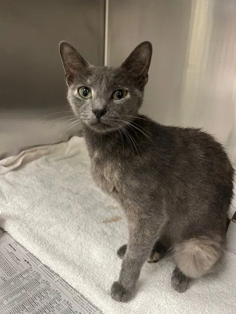 Marie - Domestic Short Hair