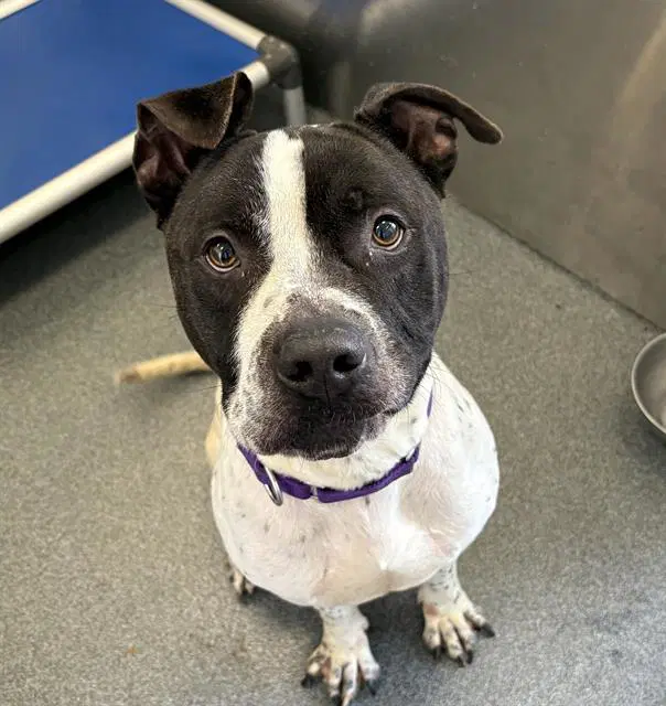 Kaige - Pit Bull Terrier