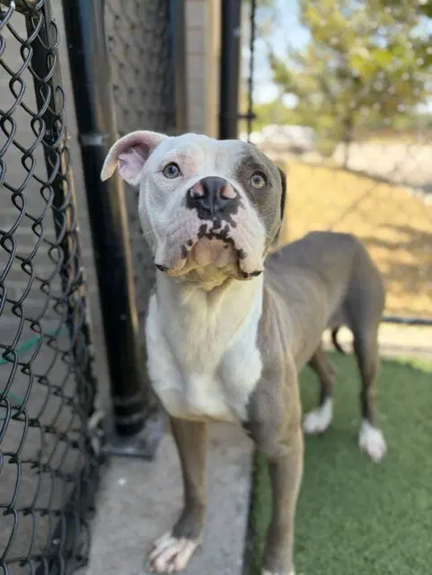 Remey - Pit Bull Terrier