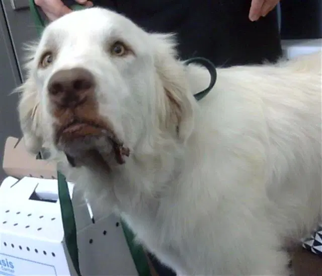Banjo - Great Pyrenees