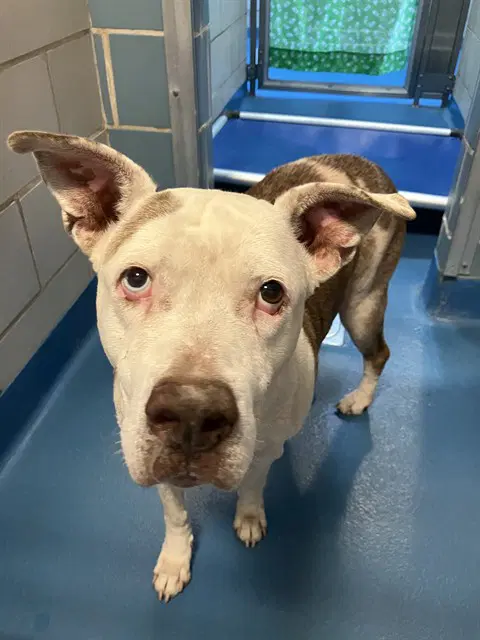 Nila - Pit Bull Terrier