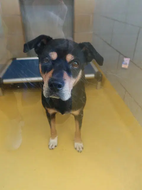 Precious - Rottweiler