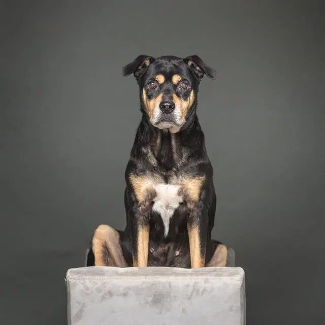 Precious - Rottweiler