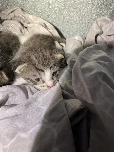 Daphne - Domestic Short Hair