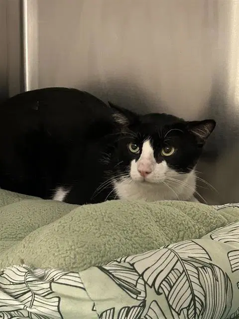 Charles - Domestic Short Hair
