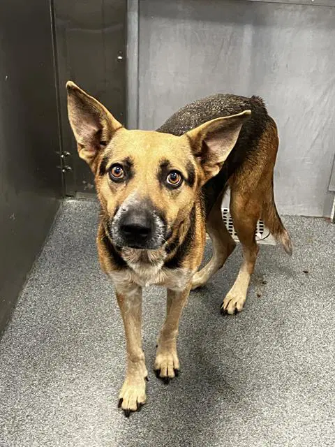 Oso - German Shepherd Dog