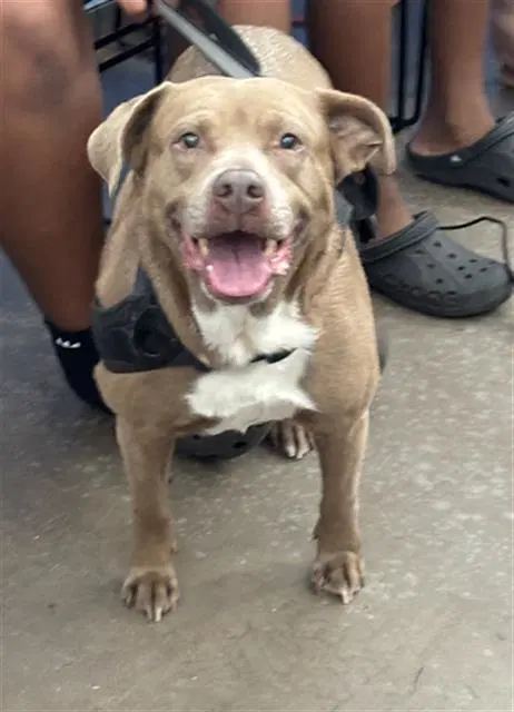 Roxie - Pit Bull Terrier