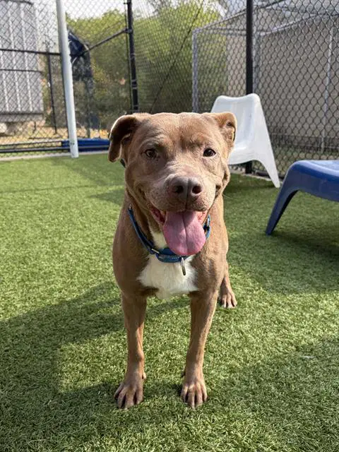 Roxie - Pit Bull Terrier
