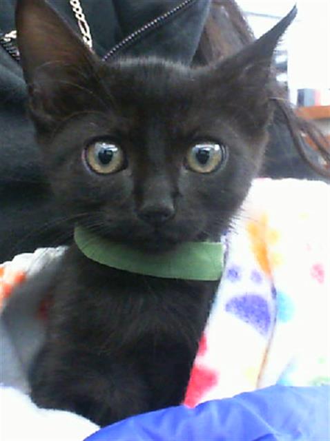 HEX, a cat for adoption from Dallas Animal Services