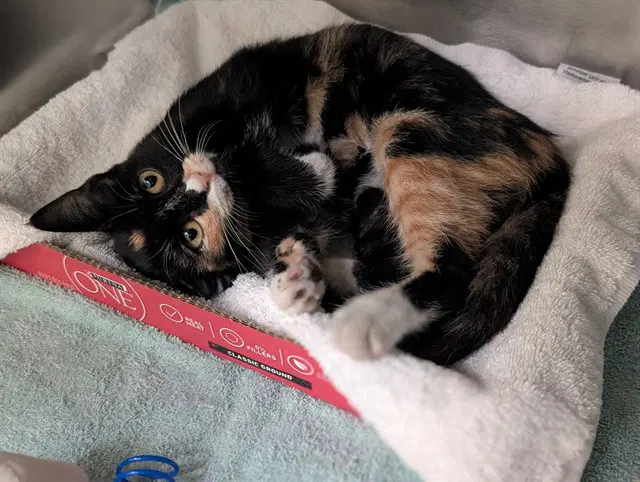 Ruby - Domestic Short Hair