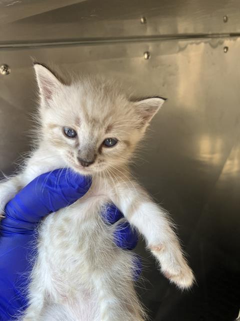 SNOW, a cat for adoption from Dallas Animal Services