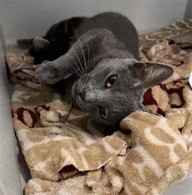 Mary - Domestic Short Hair