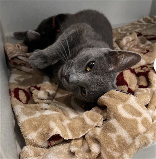 MARY, a cat for adoption from Dallas Animal Services