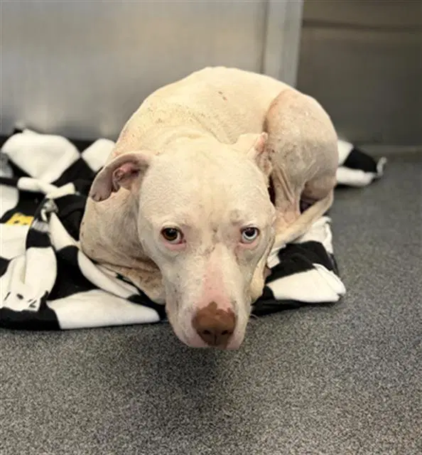 Coco - Pit Bull Terrier