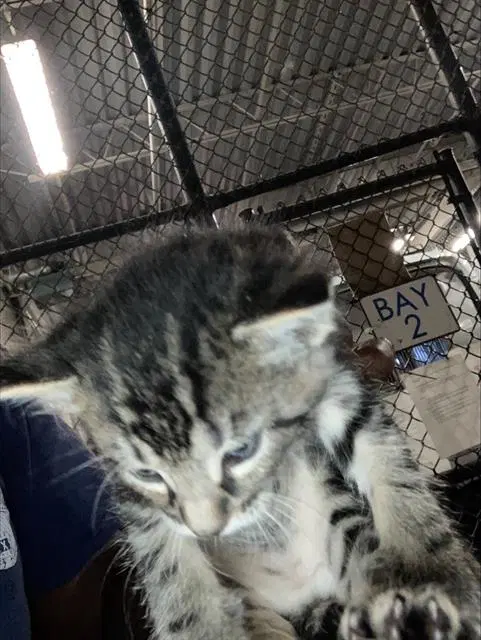 Pooh Bear - Domestic Short Hair